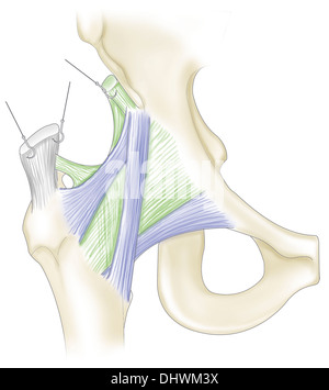 Anca, illustrazione Foto Stock