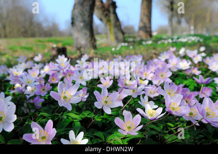 Legno tappeto anemone Foto Stock