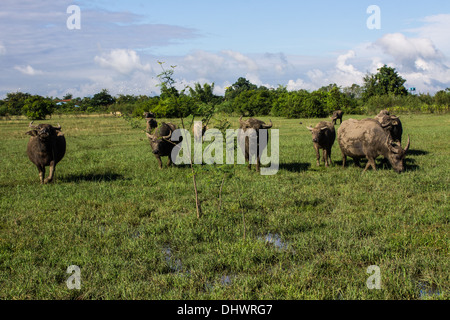 Masse Buffalo e inclinato in erba Foto Stock