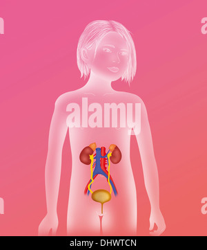 Anatomia, tratto urinario Foto Stock