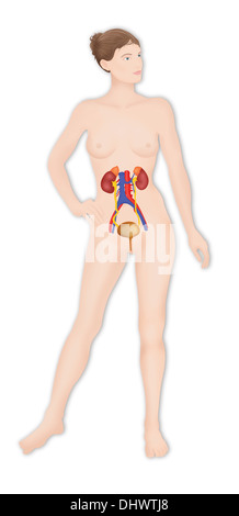 Anatomia, tratto urinario Foto Stock