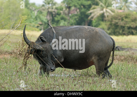 Asian Bufalo d'acqua, Cambogia Foto Stock