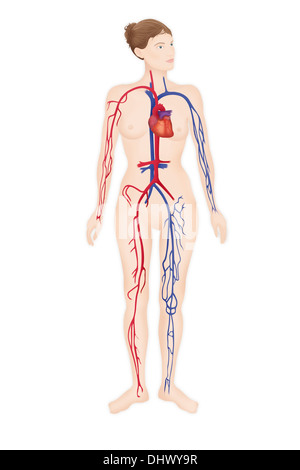 La circolazione del sangue, illustrazione Foto Stock