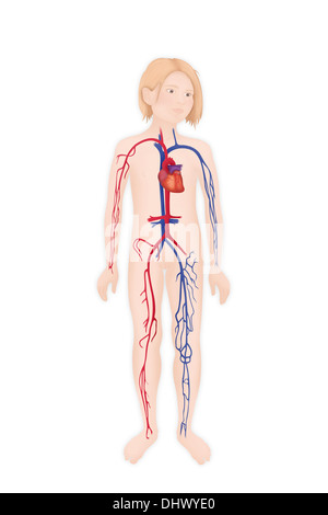La circolazione del sangue, illustrazione Foto Stock