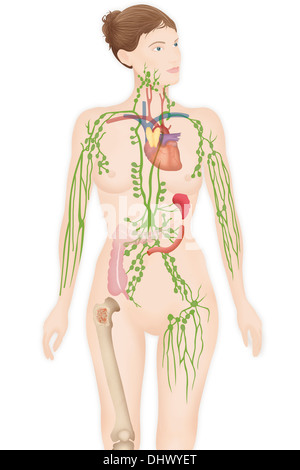 Sistema linfatico disegno Foto Stock