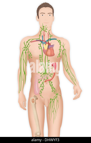 Sistema linfatico disegno Foto Stock