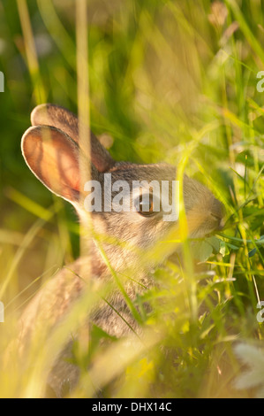 Wild baby coniglio alimentazione tra l'erba come set di sera a Cuckmere Haven. Foto Stock