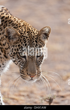 Giovane maschio Leopard, circa 2 anni in questo caso, passeggiate in passato con fiducia il fotografo a Mara Kenya. Foto Stock