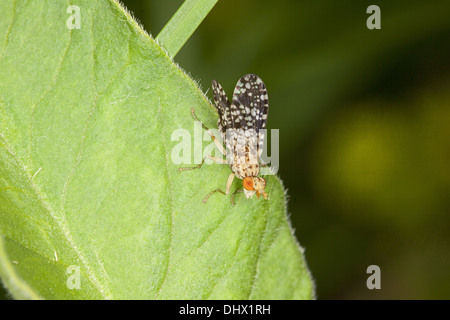 Oxyna flavipennis, Mosca della frutta Foto Stock