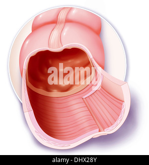 COLON, DISEGNO Foto Stock