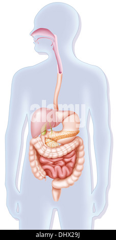 Sistema digestivo, illustrazione Foto Stock