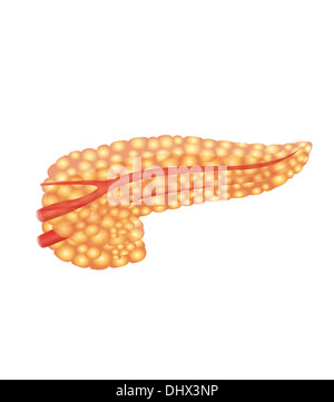 Il pancreas, disegno Foto Stock