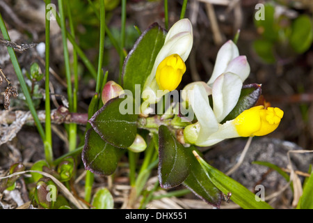 Milkwort arbustiva, Polygala chamaebuxa Foto Stock