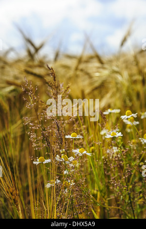 Erbe e fiori nella mais Foto Stock