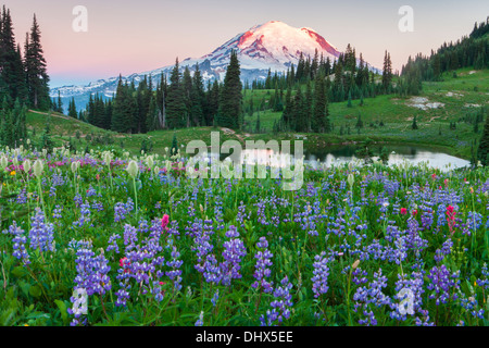 Mount Rainier sopra prati fioriti e un tarn lungo il picco Naches trail nel Mount Rainier National Park, Washington Foto Stock