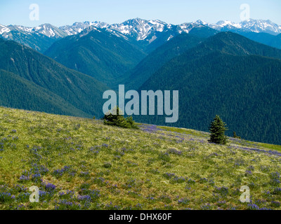 Una vista delle montagne olimpiche da Hurricane Ridge,il Parco Nazionale di Olympic, nello Stato di Washington Foto Stock