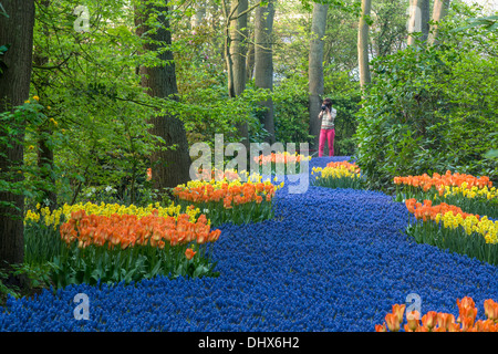 Netherlands, Lisse, Keukenhof gardens. Woman taking picture Foto Stock