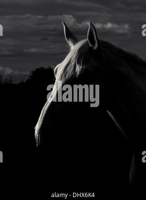 In bianco e nero a bassa immagine chiave di un profilo di cavallo Foto Stock