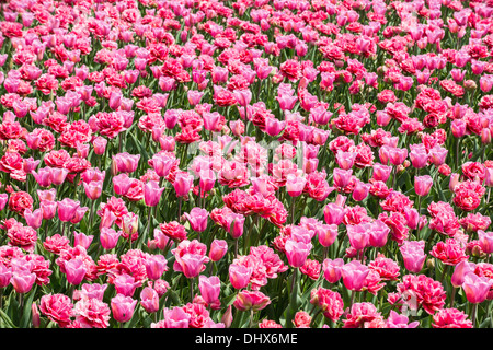 Paesi Bassi Lisse, giardini Keukenhof Foto Stock