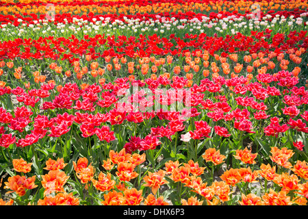 Paesi Bassi Lisse, giardini Keukenhof. I tulipani Foto Stock