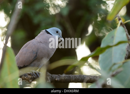 Bel maschio Turtle-Dove rosso (Streptopelia tranquebarica) sulla struttura ad albero Foto Stock