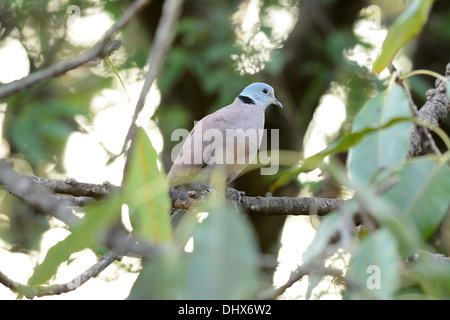 Bel maschio Turtle-Dove rosso (Streptopelia tranquebarica) sulla struttura ad albero Foto Stock