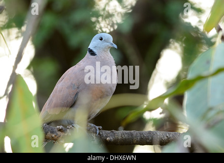 Bel maschio Turtle-Dove rosso (Streptopelia tranquebarica) sulla struttura ad albero Foto Stock