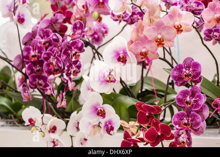 Paesi Bassi Lisse, giardini Keukenhof. Orchidee Foto Stock