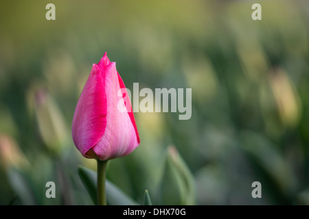Paesi Bassi Lisse, giardini Keukenhof. I tulipani Foto Stock