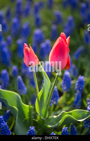 Paesi Bassi Lisse, giardini Keukenhof. Tulipani e giacinti d'uva Foto Stock