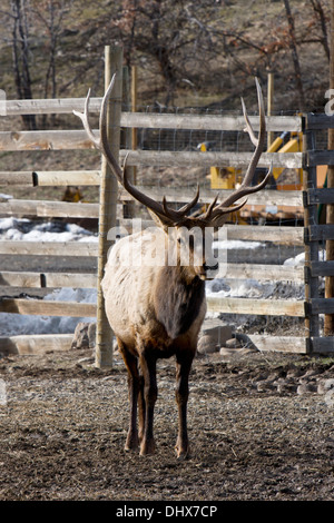 Rocky Mountain Elk a Oak Creek Wildlife Area vicino Naches, Washington. Foto Stock