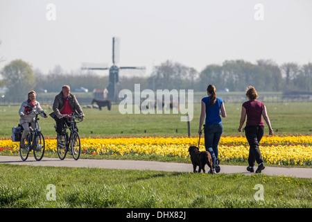 Paesi Bassi, Noordwijk, campi di tulipani di fronte di cavalli e di un mulino a vento. Coppia senior in bicicletta. Due donne passeggiate con il cane Foto Stock