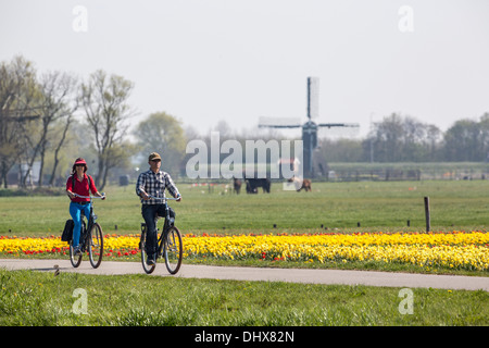 Paesi Bassi, Noordwijk, campi di tulipani di fronte di cavalli e di un mulino a vento. Giovane escursioni in bicicletta Foto Stock