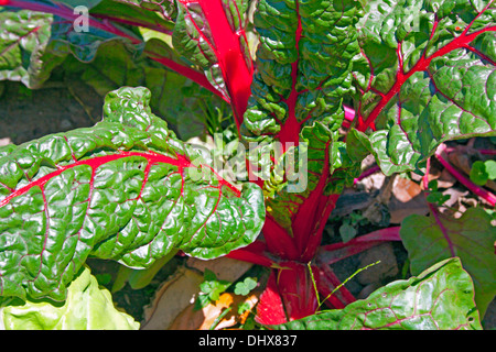 Bietola svizzera rossa crescono nel giardino di casa Foto Stock