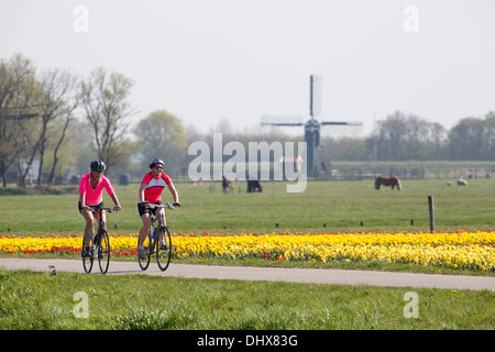 Paesi Bassi, Noordwijk, campi di tulipani di fronte di cavalli e di un mulino a vento. Giovane escursioni in bicicletta Foto Stock