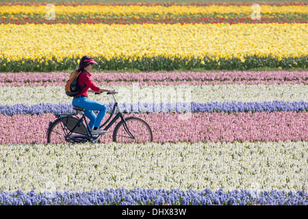 Paesi Bassi, Noordwijk, Tulip e campi di Giacinto. Donna ciclismo Foto Stock