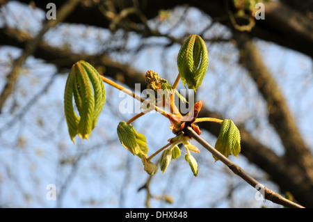 Ippocastano Foto Stock