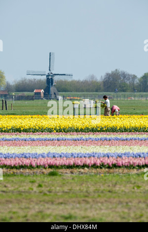 Paesi Bassi, Noordwijk, Tulip e campi di Giacinto. Gli uomini di tulipani di prelievo. Il mulino a vento di sfondo Foto Stock