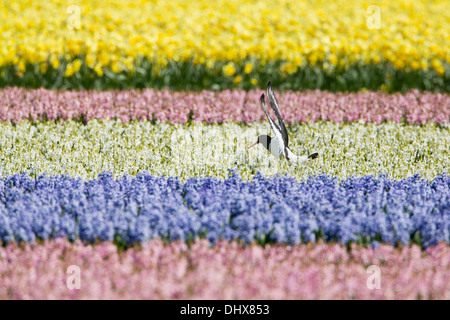 Paesi Bassi, Noordwijk, Tulip e campi di Giacinto. Oyster catcher Foto Stock