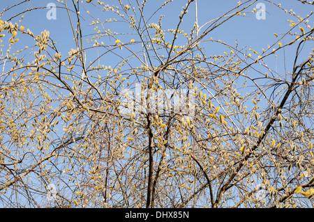 Long-leaf willow Foto Stock