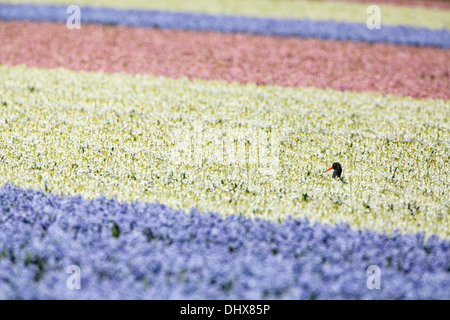 Paesi Bassi, Noordwijk, Tulip e campi di Giacinto. Oyster catcher Foto Stock