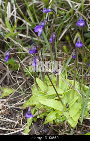 Pinguicula vulgaris, Butterwort comune Foto Stock