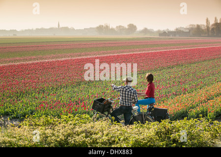 Paesi Bassi, Hillegom, Tulip campo nella nebbia di mattina. Giovane escursioni in bicicletta Foto Stock