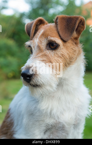 Parson Jack Russell Terrier cane ritratto Foto Stock