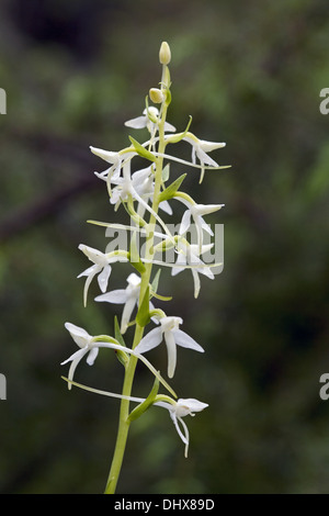 Platanthera bifolia, Butterfly-Orchid minore Foto Stock