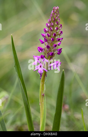 Gymnadenia conopsea, fragrante Orchid Foto Stock