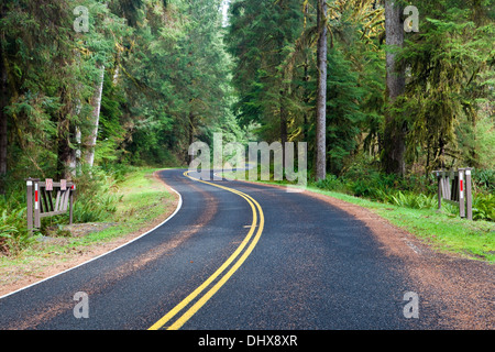 La Hoh River Road si snoda attraverso il parco nazionale di Olympic, Washington, Stati Uniti d'America. Foto Stock
