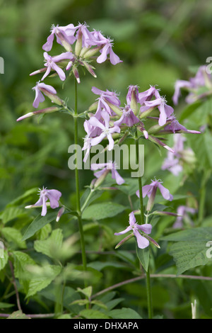 Soapwort comune, Saponaria officinalis Foto Stock