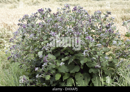 Nebulose, Bardana Arctium tomentosum Foto Stock