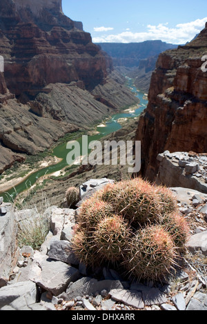 Un cluster di Echinocactus polycephalus o molti intitolata barrel cactus alta sulla cima di una scogliera all'interno del Grand Canyon, Arizona, Stati Uniti d'America Foto Stock